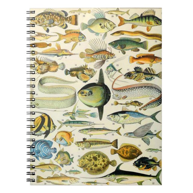 Adolphe Millot Fisch A Notizblock (Vorderseite)