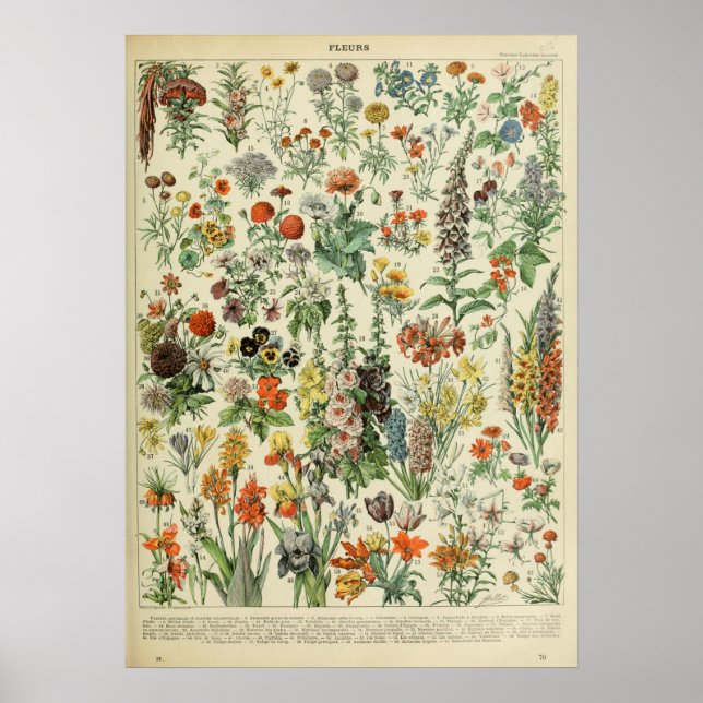 Adolphe Millot Fleurs Poster (Vorne)