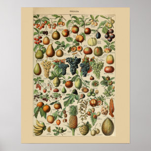 Adolphe Millot Früchte Print Poster