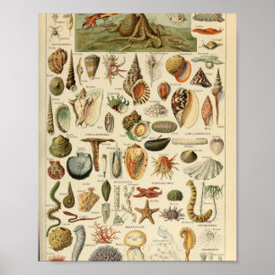 Adolphe Millot Mollusques Pour Tous Poster