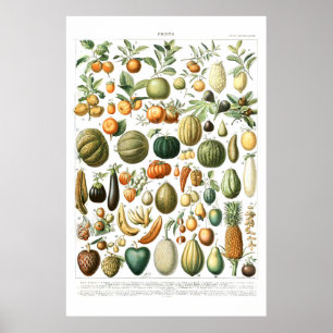 Adolphe Millot Obstposter Poster