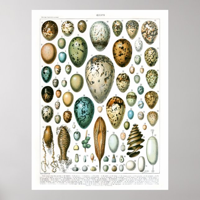 Adolphe Millot Ouefs Eggs Poster (Vorne)