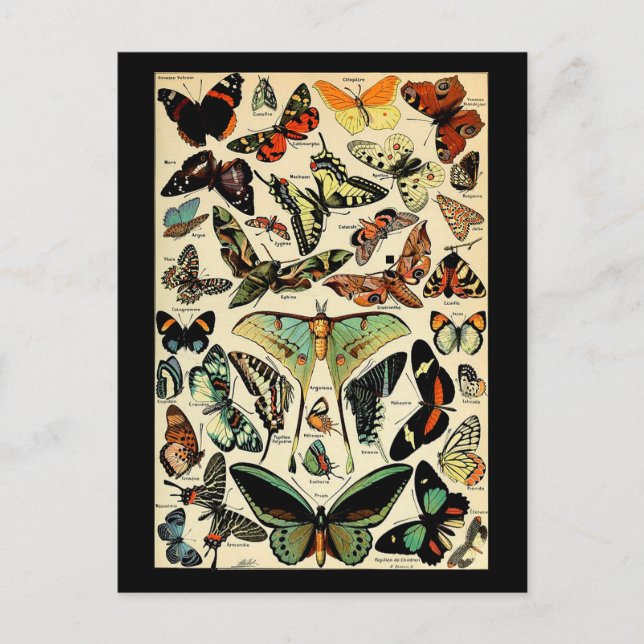 Adolphe Millot Papillons Postkarte (Vorderseite)