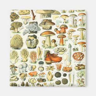 Adolphe Millot Pilz Magnet