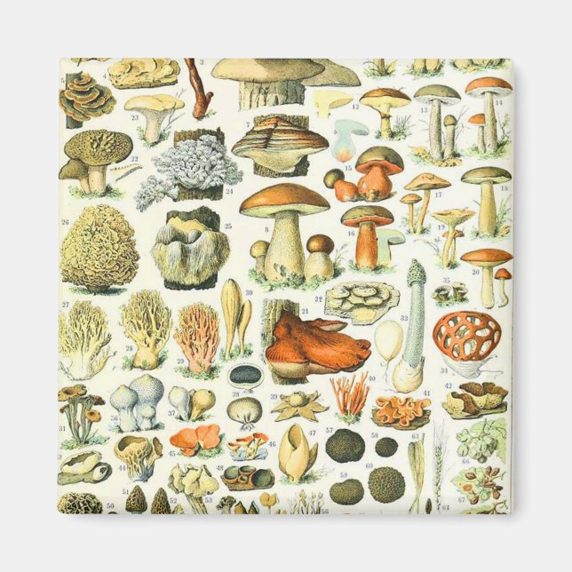 Adolphe Millot Pilz Magnet (Vorne)