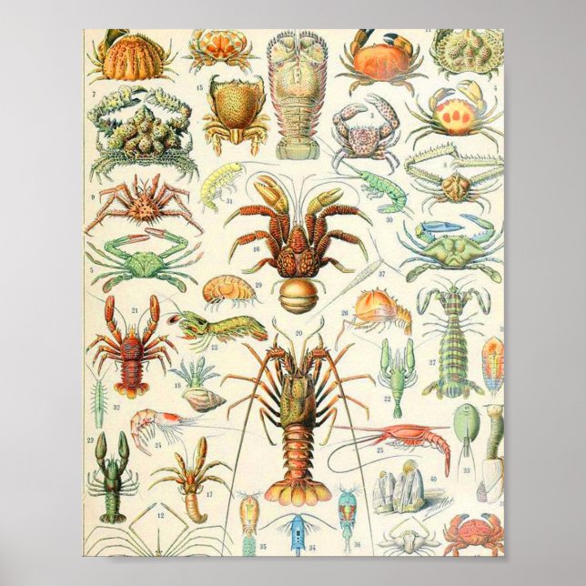 Adolphe Millot Poster (Vorne)