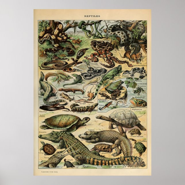 Adolphe Millot Reptile Poster (Vorne)