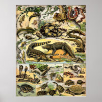 Adolphe Millot Reptiles