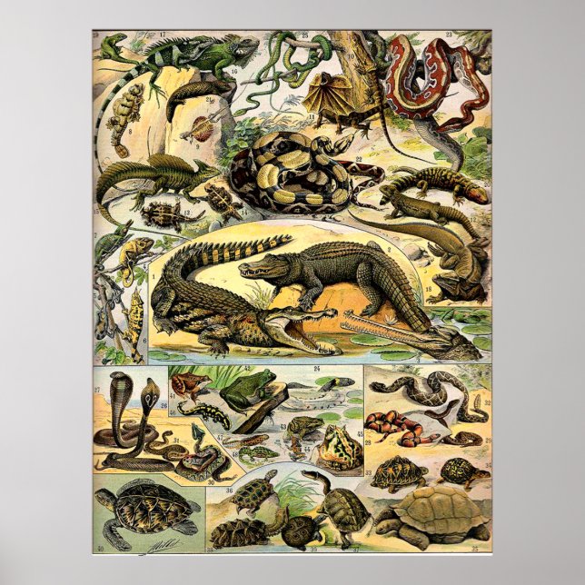 Adolphe Millot Reptiles Poster (Vorne)