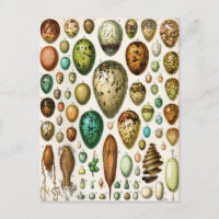 Adolphe Millot Vintage Vogeleier