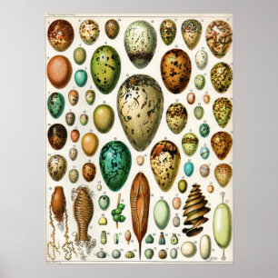 Adolphe Millot Vintagen Vogeleier Poster