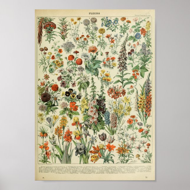 Adolphe Philippe Millot Fleurs Poster (Vorne)
