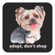 ADOPTIER, DON not SHOP (Yorkshire Terrier) niedlic