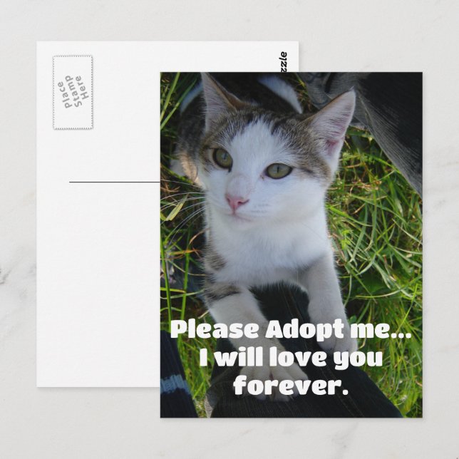 Adoptier mir bitte.. Liebe für immer Katze Postkarte (Vorne/Hinten)