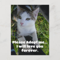 Adoptier mir bitte.. Liebe für immer Katze