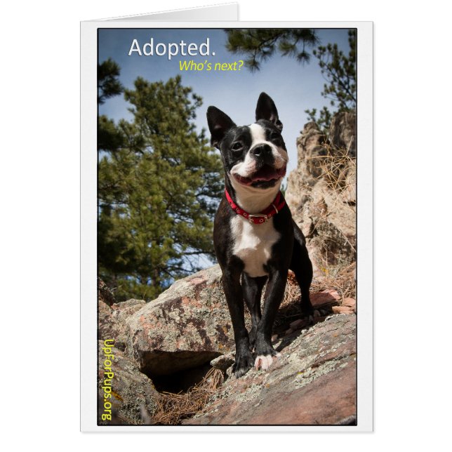 Adoptiert. Boston Terrier (Vorne)