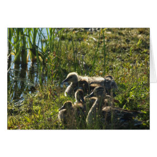 Adoptiert Gänse