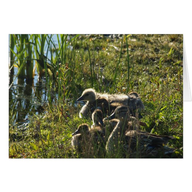 Adoptiert Gänse (Vorderseite (Horizontal))