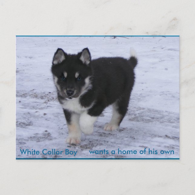 Adoptiert Hunde Postkarte (Vorderseite)