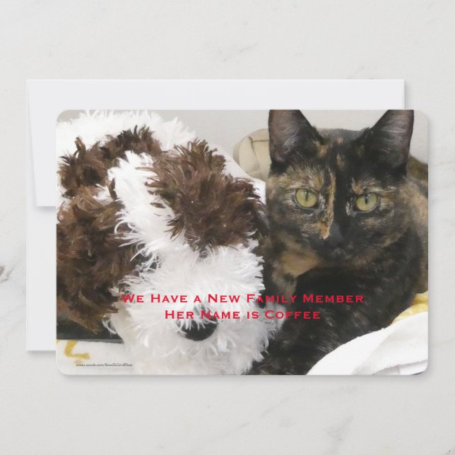 Adoption der Katze, Name, Foto, Ankündigung (Vorderseite)