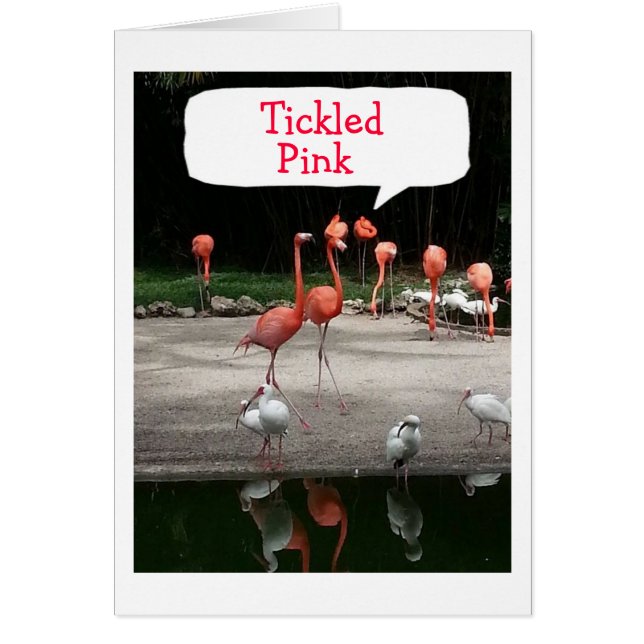 **ADOPTION" FLAMINGOS SIND "TICKLED PINK" (Vorne)