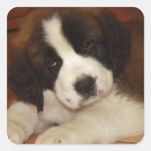 Adorable and Sweet St. Bernard Puppy Quadratischer Aufkleber