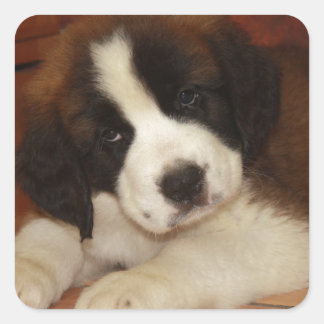 Adorable and Sweet St. Bernard Puppy Quadratischer Aufkleber