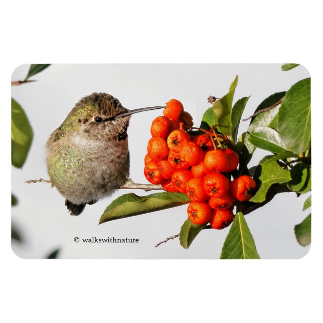 Adorable Anna's Hummingbird über Berry Bush Magnet (Horizontal)