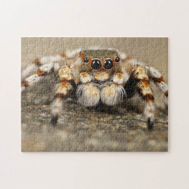 Adorable Arachnid Springspinne Foto Puzzle (Horizontal)