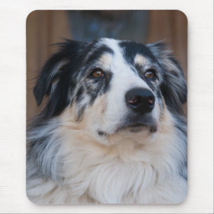 Adorable Australian Shepherd Mix Nah-Up Foto Mousepad