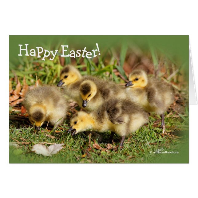 Adorable Baby Canada Gänse auf dem Gras (Vorderseite (Horizontal))