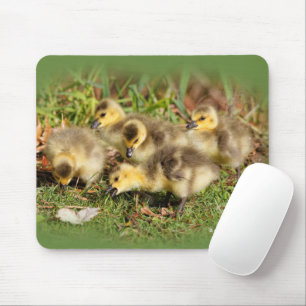 Adorable Baby Canada Gänse auf dem Gras Mousepad