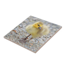 Adorable Baby Canada Goose on Gravel Fliese