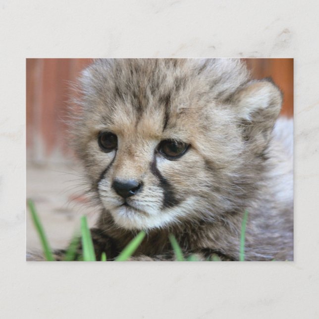 Adorable Baby Cheetah Postcard Postkarte (Vorderseite)