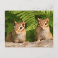 Adorable Baby Chipmunk Geschwister