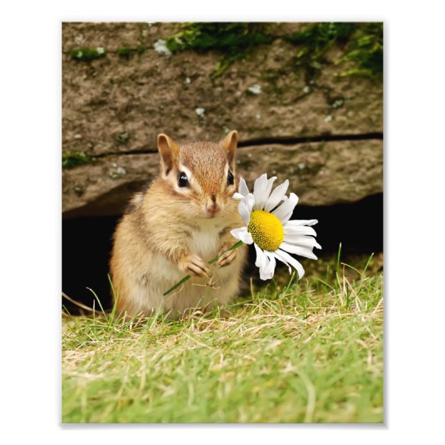 Adorable Baby Chipmunk mit Daisy Fotodruck (Vorne)