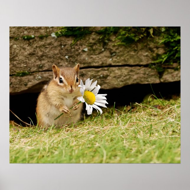Adorable Baby Chipmunk mit Daisy Poster (Vorne)