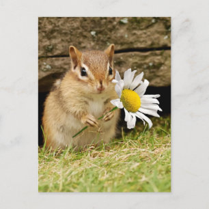 Adorable Baby Chipmunk mit Daisy Postkarte