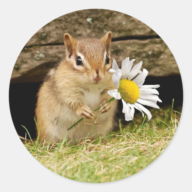 Adorable Baby Chipmunk mit Daisy Runder Aufkleber (Vorderseite)