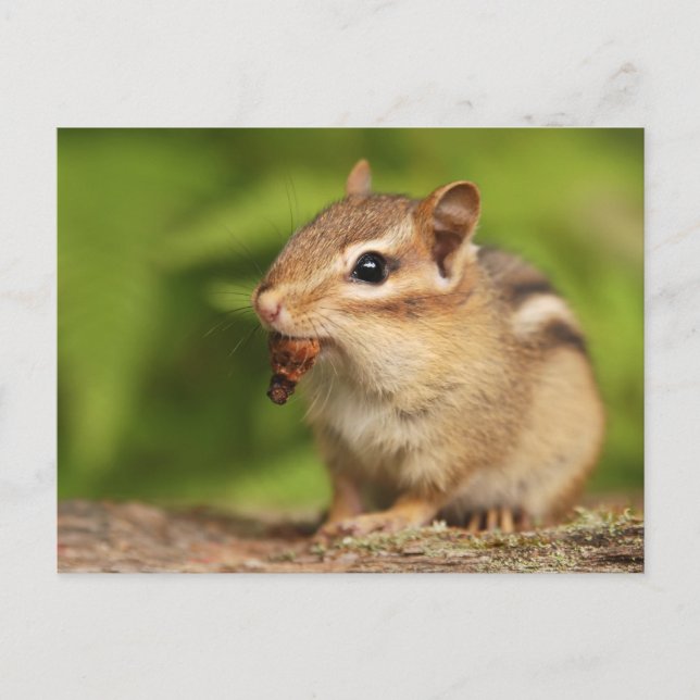 Adorable Baby Chipmunk mit Snack Postkarte (Vorderseite)