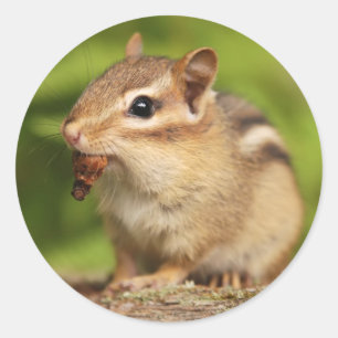 Adorable Baby Chipmunk mit Snack Runder Aufkleber