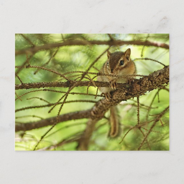 Adorable Baby Chipmunk Verstecken in einer Pine Tr Postkarte (Vorderseite)
