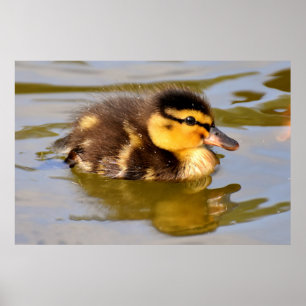 Adorable Baby Duckling im Teich Poster