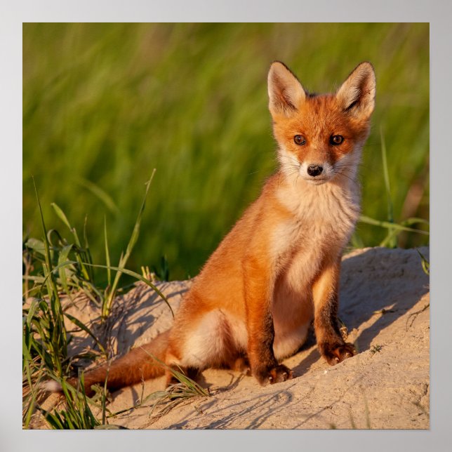 Adorable Baby Fox Wildlife Foto Poster (Vorne)