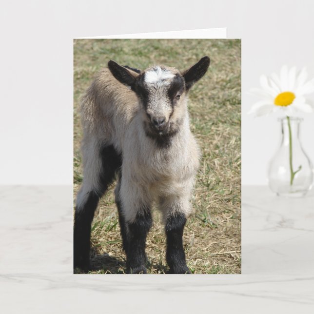 Adorable Baby Goat Karte (Kleine Pflanze)