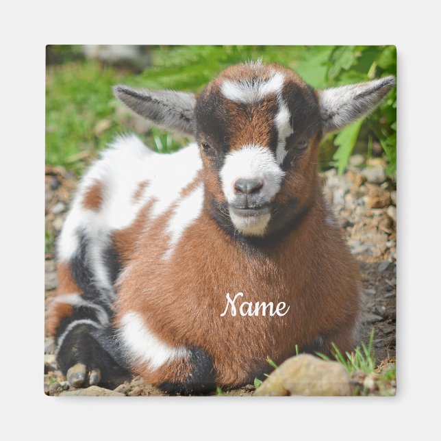Adorable Baby Goat Kid Magnet (Vorne)