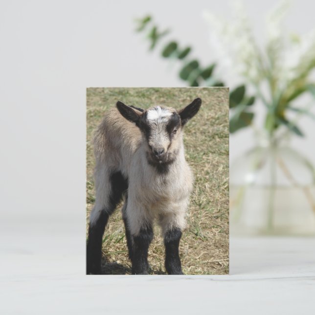 Adorable Baby Goat Postkarte (Stehend Vorderseite)