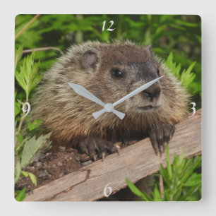 Adorable Baby Groundhog, Woodchuck Quadratische Wanduhr