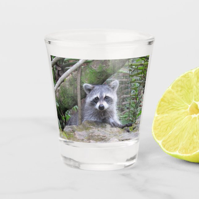 Adorable Baby Raccoon Shotglas Schnapsglas (Vorderseite)