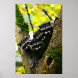 Adorable Baby Raccoons Poster